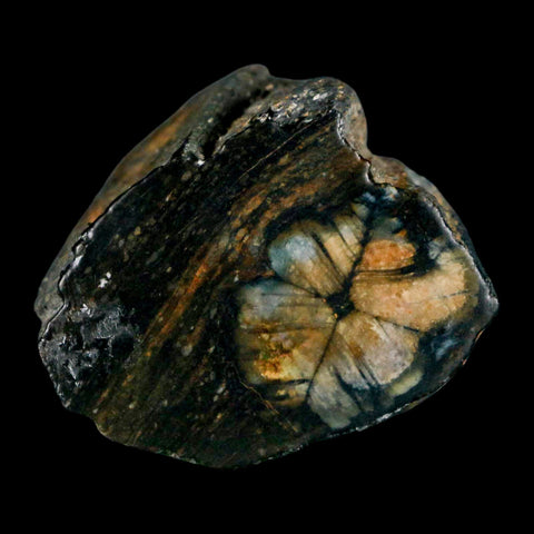 1.7" Rare Andalucite Var Chiastolite Mineral Specimen Asturias Province Boal Spain - Fossil Age Minerals