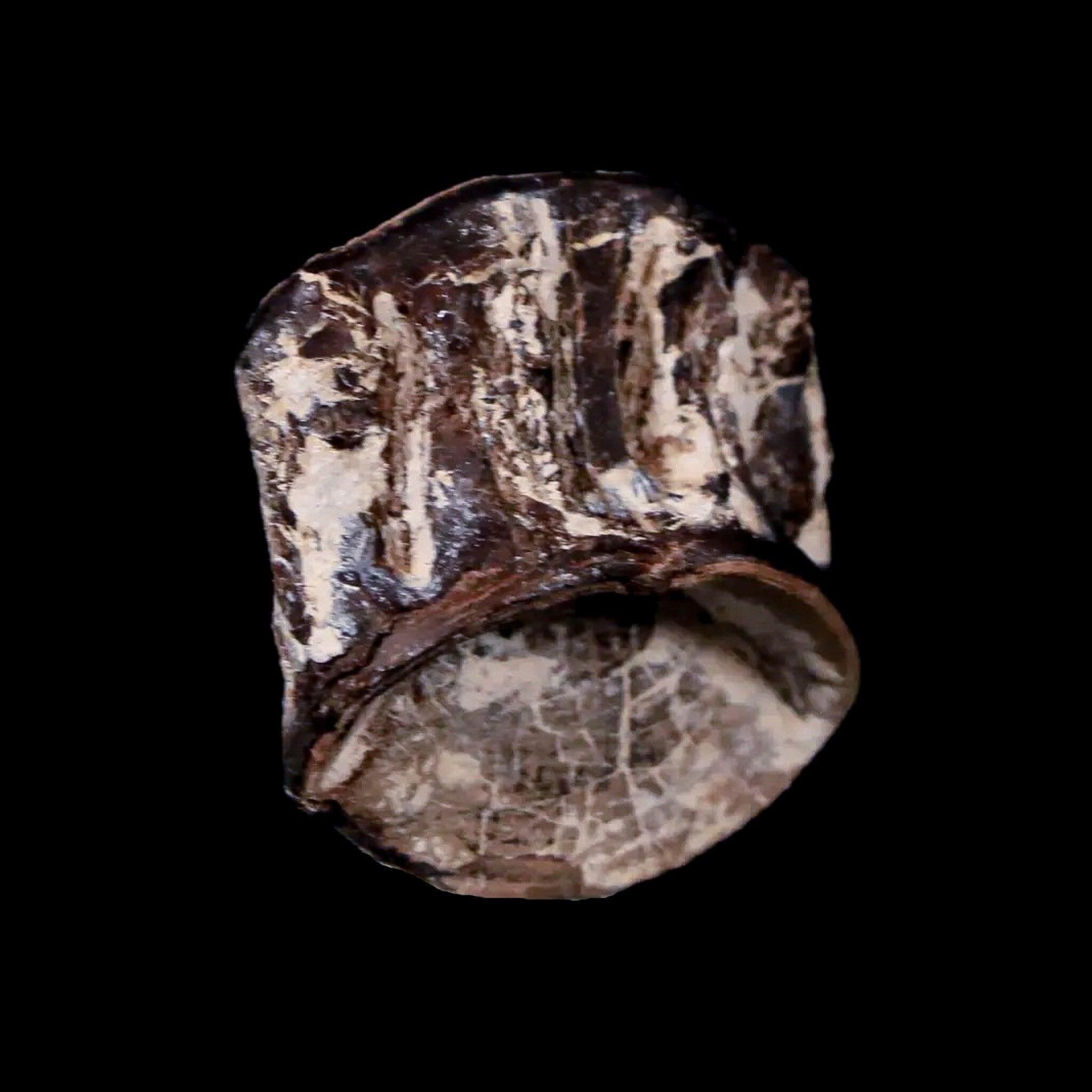 0.9" Xiphactinus Audax Fossil Vertebrae Cretaceous Era Fish Niobrara FM Kansas - Fossil Age Minerals