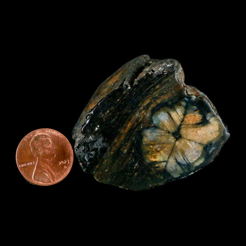 1.7" Rare Andalucite Var Chiastolite Mineral Specimen Asturias Province Boal Spain - Fossil Age Minerals