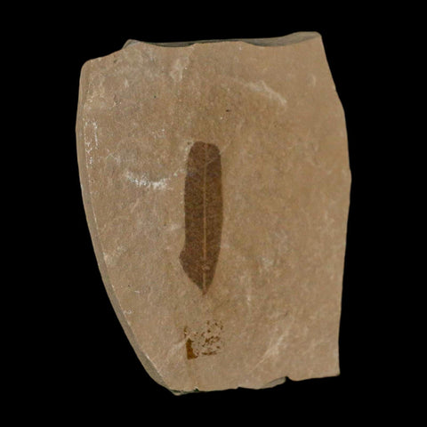 1.1" Caesalpinia Pecorae Divi Divi Trees Fossil Plant Leaf Eocene Age Uintah Utah