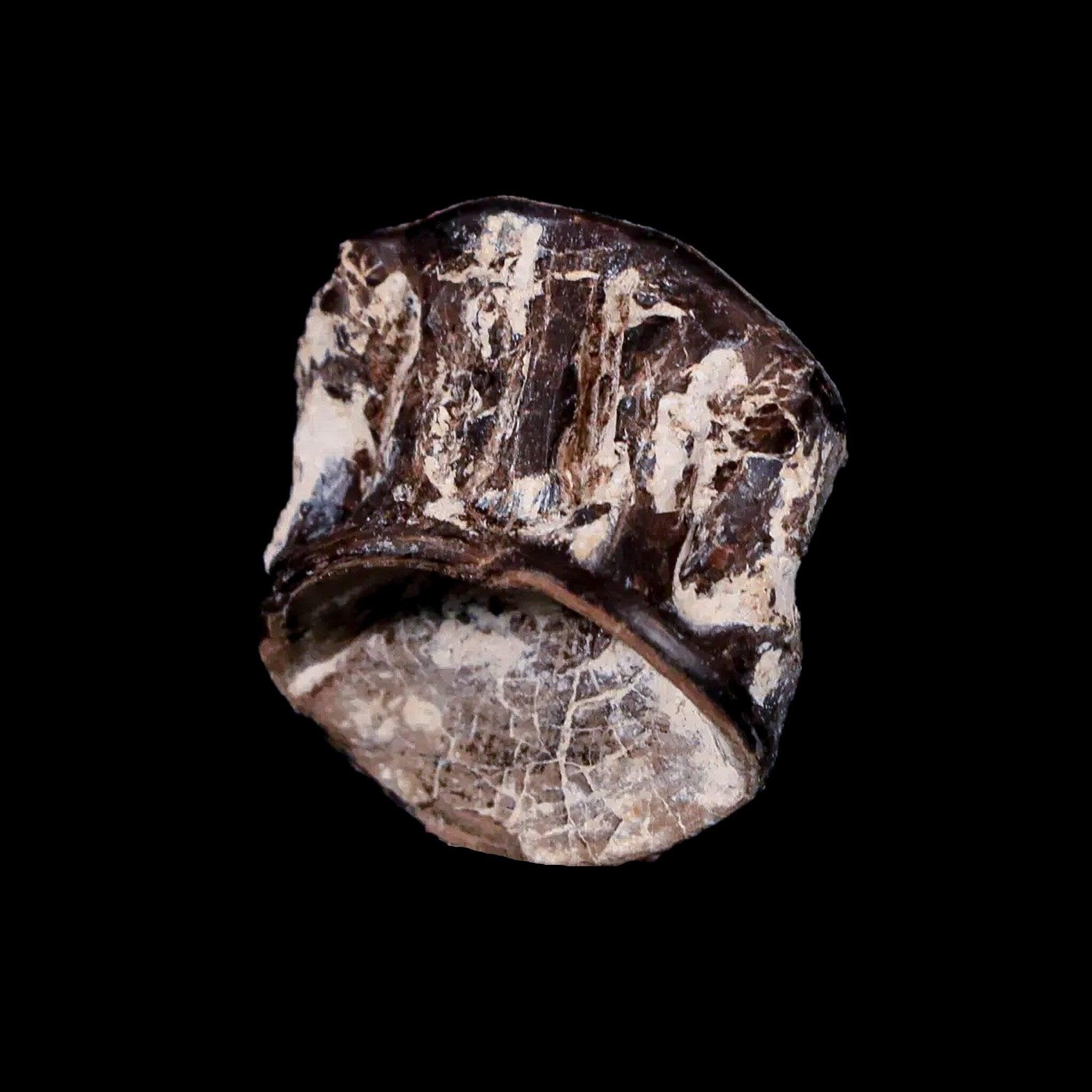 0.9" Xiphactinus Audax Fossil Vertebrae Cretaceous Era Fish Niobrara FM Kansas - Fossil Age Minerals