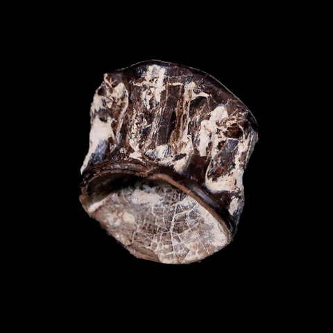 0.9" Xiphactinus Audax Fossil Vertebrae Cretaceous Era Fish Niobrara FM Kansas - Fossil Age Minerals