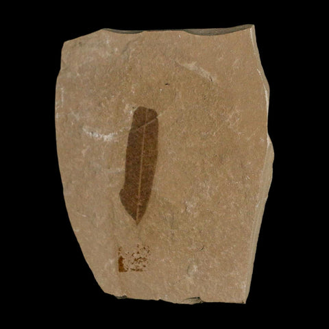 1.1" Caesalpinia Pecorae Divi Divi Trees Fossil Plant Leaf Eocene Age Uintah Utah