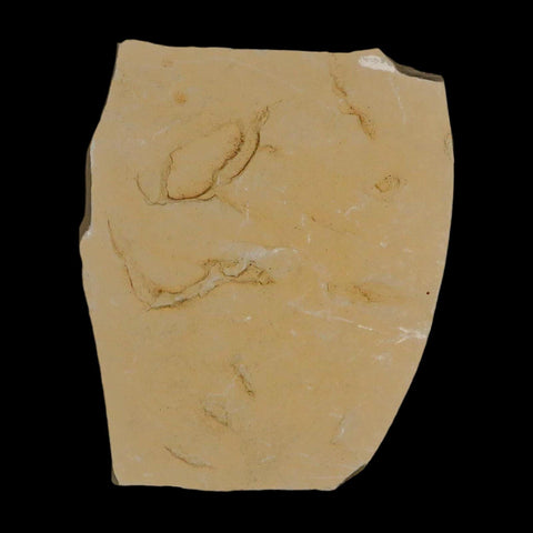 1.1" Caesalpinia Pecorae Divi Divi Trees Fossil Plant Leaf Eocene Age Uintah Utah