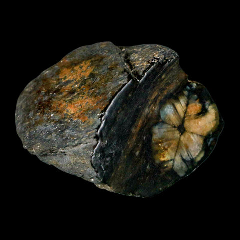 1.7" Rare Andalucite Var Chiastolite Mineral Specimen Asturias Province Boal Spain - Fossil Age Minerals