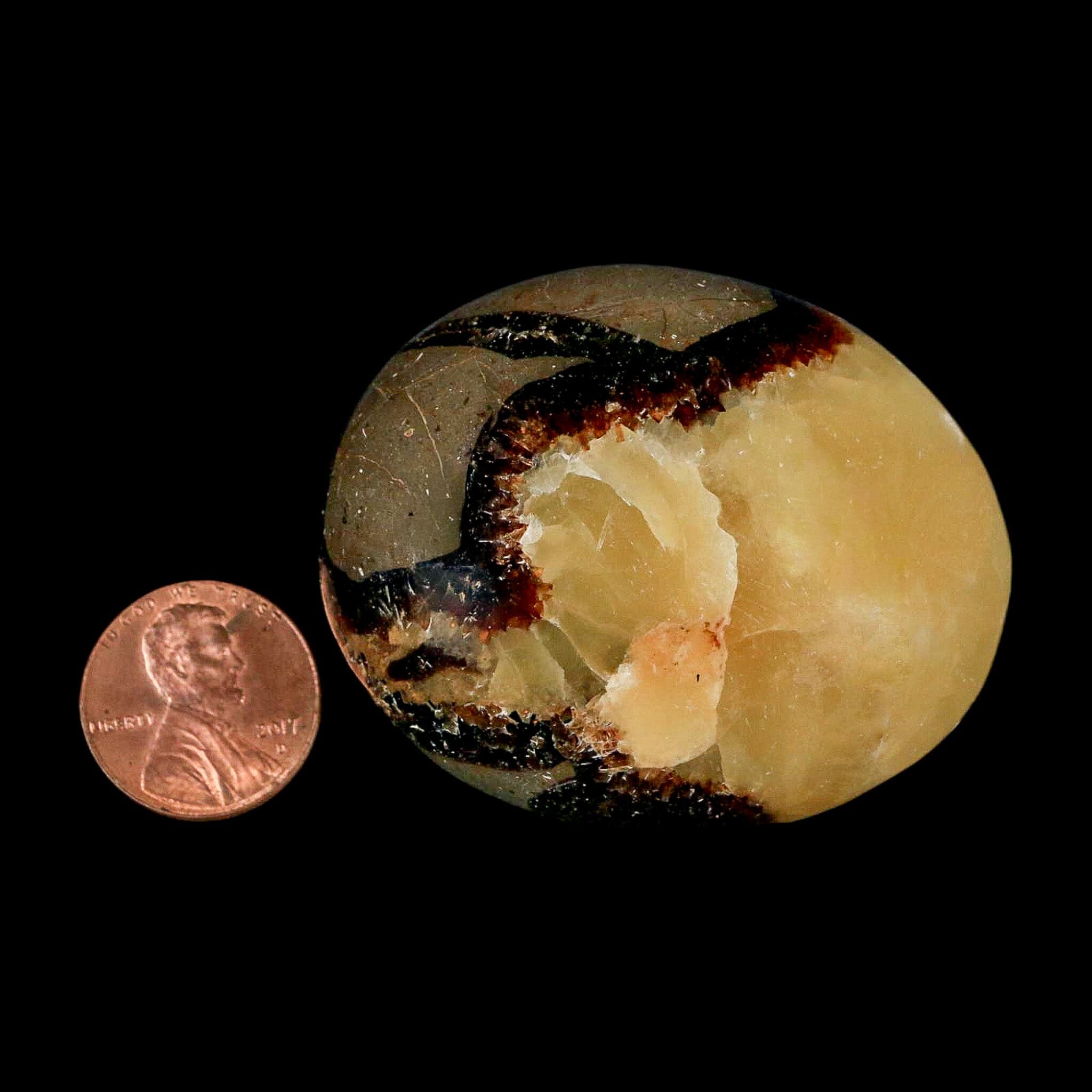 2.1" Septarian Dragon Palm Stone Mineral Specimen Healing Madagascar - Fossil Age Minerals