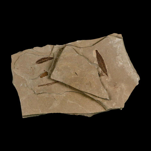 2 Two Detailed Cedrelospermum Nervosum Fossil Plant Leaf Eocene Age Green River UT