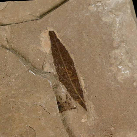 2 Two Detailed Cedrelospermum Nervosum Fossil Plant Leaf Eocene Age Green River UT