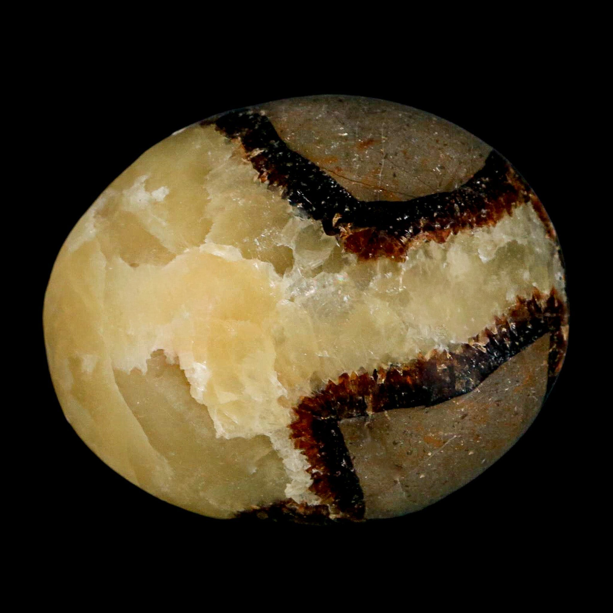 2.1" Septarian Dragon Palm Stone Mineral Specimen Healing Madagascar - Fossil Age Minerals