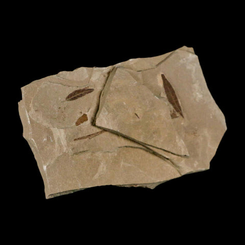 2 Two Detailed Cedrelospermum Nervosum Fossil Plant Leaf Eocene Age Green River UT