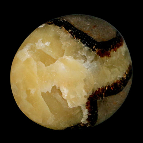 2.1" Septarian Dragon Palm Stone Mineral Specimen Healing Madagascar - Fossil Age Minerals