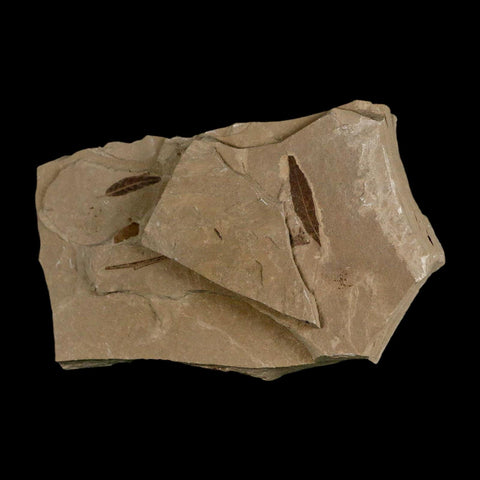 2 Two Detailed Cedrelospermum Nervosum Fossil Plant Leaf Eocene Age Green River UT