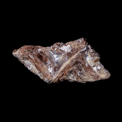 1.4" Xiphactinus Audax Fossil Vertebrae Cretaceous Era Fish Niobrara FM Kansas - Fossil Age Minerals