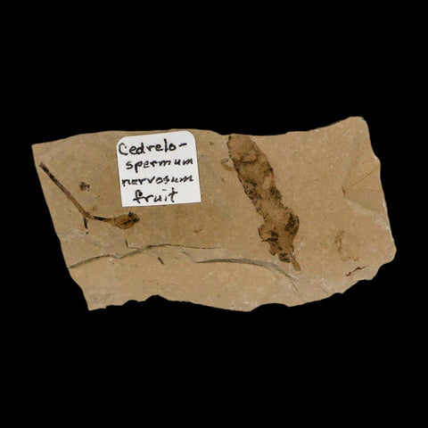 Rare Cedrelospermum Nervosum Fruit Fossil Plant Leaf and Balloon Vine Leaf Eocene Age