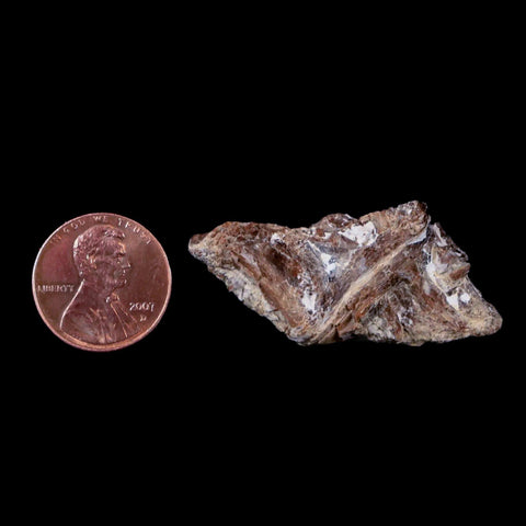 1.4" Xiphactinus Audax Fossil Vertebrae Cretaceous Era Fish Niobrara FM Kansas - Fossil Age Minerals