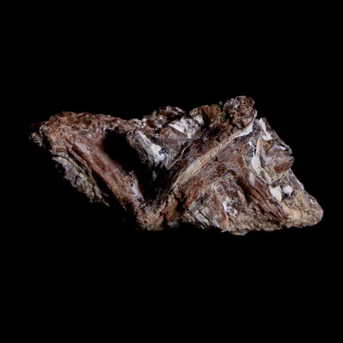 1.4" Xiphactinus Audax Fossil Vertebrae Cretaceous Era Fish Niobrara FM Kansas - Fossil Age Minerals