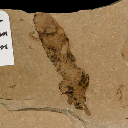 Rare Cedrelospermum Nervosum Fruit Fossil Plant Leaf and Balloon Vine Leaf Eocene Age