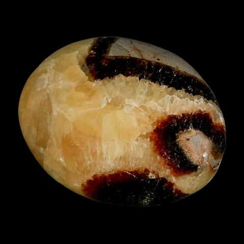 2.2" Septarian Dragon Palm Stone Mineral Specimen Healing Madagascar - Fossil Age Minerals