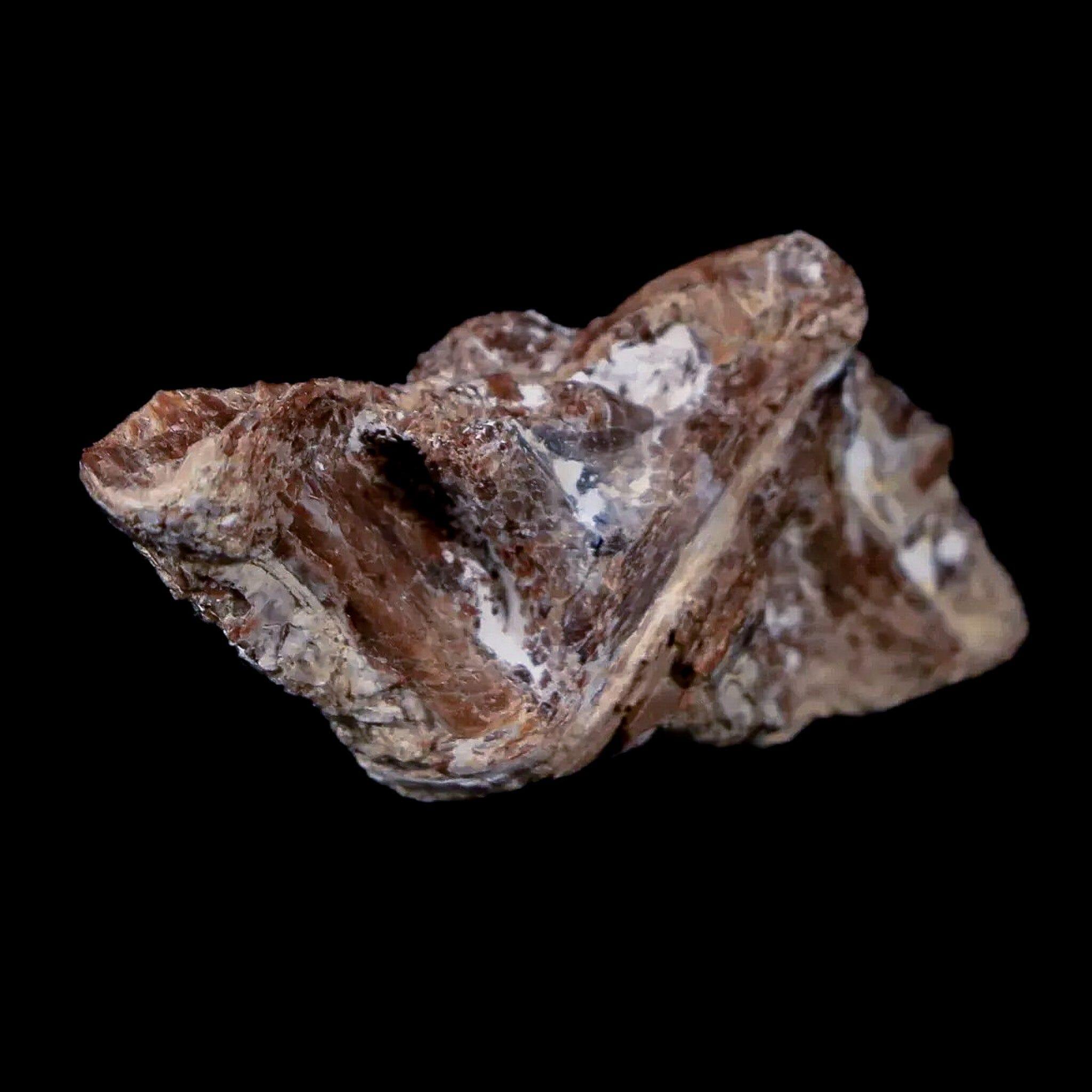 1.4" Xiphactinus Audax Fossil Vertebrae Cretaceous Era Fish Niobrara FM Kansas - Fossil Age Minerals