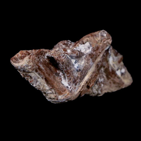 1.4" Xiphactinus Audax Fossil Vertebrae Cretaceous Era Fish Niobrara FM Kansas - Fossil Age Minerals