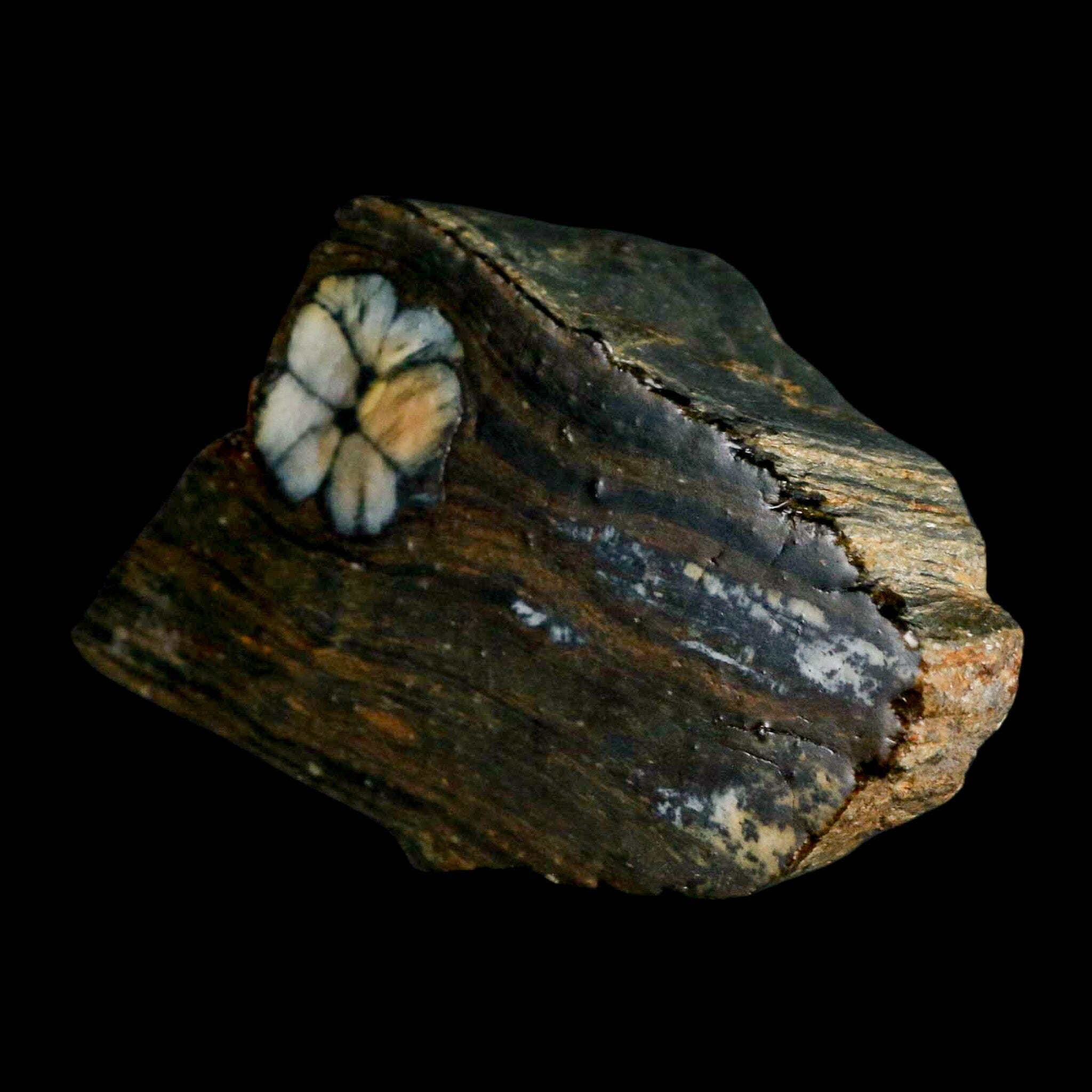 3.7" Rare Andalucite Var Chiastolite Mineral Specimen Asturias Province Boal Spain - Fossil Age Minerals