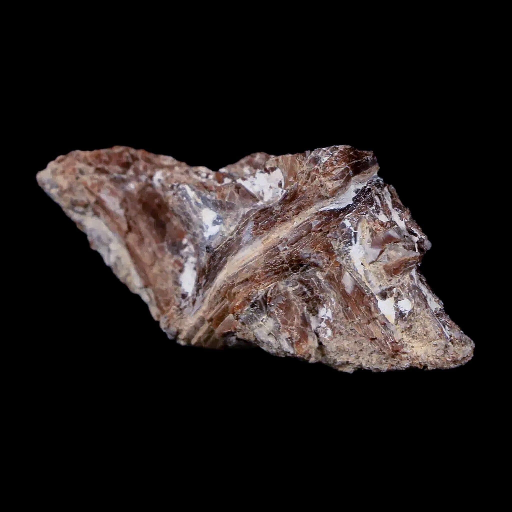 1.4" Xiphactinus Audax Fossil Vertebrae Cretaceous Era Fish Niobrara FM Kansas - Fossil Age Minerals