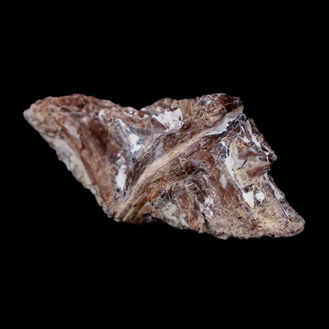 1.4" Xiphactinus Audax Fossil Vertebrae Cretaceous Era Fish Niobrara FM Kansas - Fossil Age Minerals