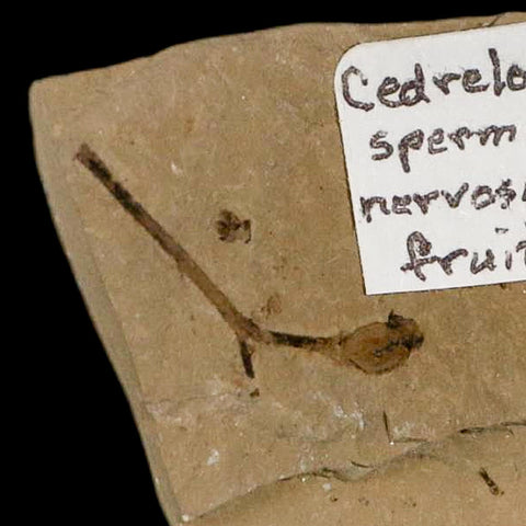Rare Cedrelospermum Nervosum Fruit Fossil Plant Leaf and Balloon Vine Leaf Eocene Age