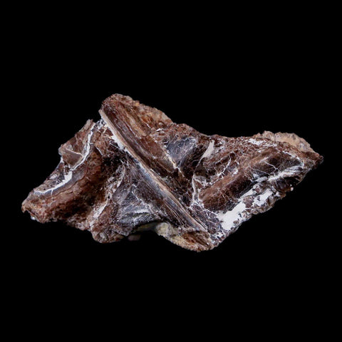 1.4" Xiphactinus Audax Fossil Vertebrae Cretaceous Era Fish Niobrara FM Kansas - Fossil Age Minerals