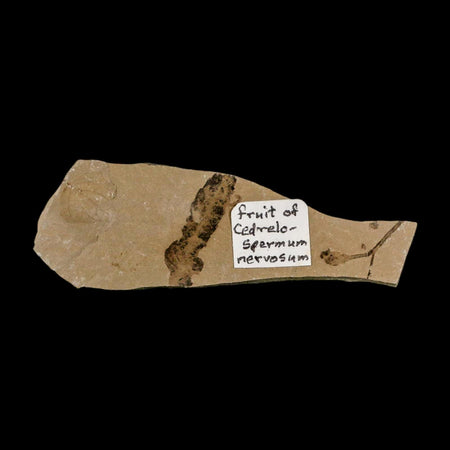 Rare Cedrelospermum Nervosum Fruit Fossil Plant Leaf and Balloon Vine Leaf Eocene Age
