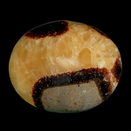 2.2" Septarian Dragon Palm Stone Mineral Specimen Healing Madagascar