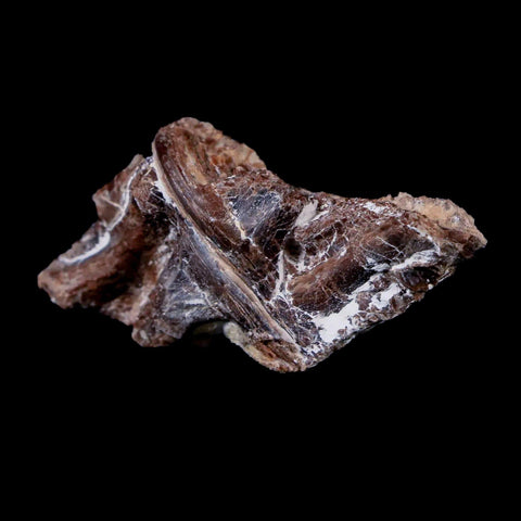 1.4" Xiphactinus Audax Fossil Vertebrae Cretaceous Era Fish Niobrara FM Kansas - Fossil Age Minerals