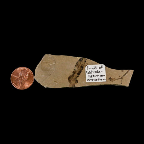 Rare Cedrelospermum Nervosum Fruit Fossil Plant Leaf and Balloon Vine Leaf Eocene Age