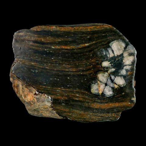 3.2" Rare Andalucite Var Chiastolite Mineral Specimen Asturias Province Boal Spain - Fossil Age Minerals