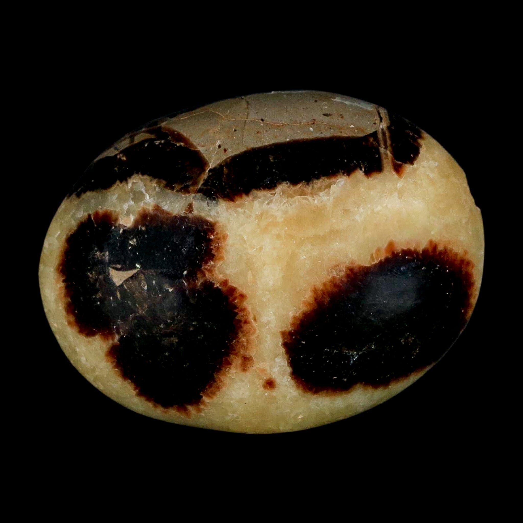 1.9" Septarian Dragon Palm Stone Mineral Specimen Healing Madagascar - Fossil Age Minerals