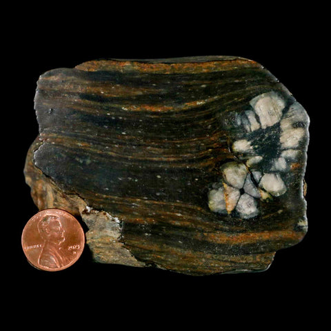 3.2" Rare Andalucite Var Chiastolite Mineral Specimen Asturias Province Boal Spain - Fossil Age Minerals