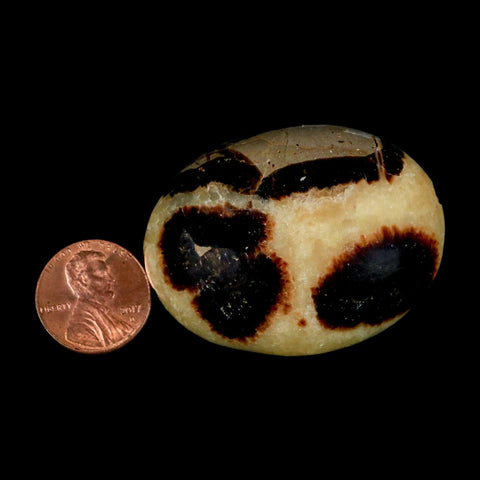 1.9" Septarian Dragon Palm Stone Mineral Specimen Healing Madagascar - Fossil Age Minerals