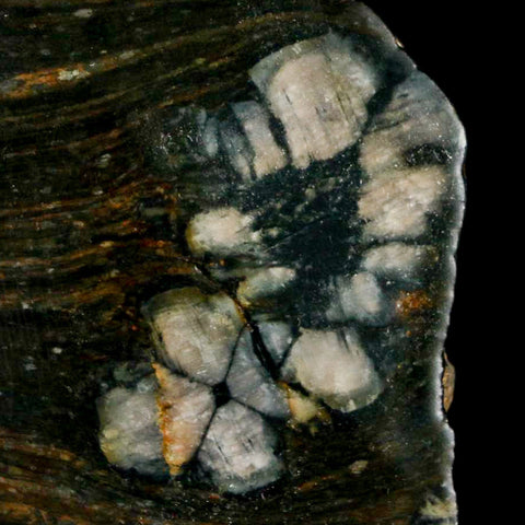 3.2" Rare Andalucite Var Chiastolite Mineral Specimen Asturias Province Boal Spain - Fossil Age Minerals