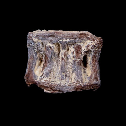 0.9" Xiphactinus Audax Fossil Vertebrae Cretaceous Era Fish Niobrara FM Kansas - Fossil Age Minerals