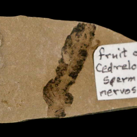 Rare Cedrelospermum Nervosum Fruit Fossil Plant Leaf and Balloon Vine Leaf Eocene Age