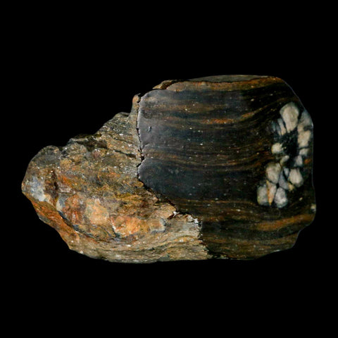 3.2" Rare Andalucite Var Chiastolite Mineral Specimen Asturias Province Boal Spain - Fossil Age Minerals