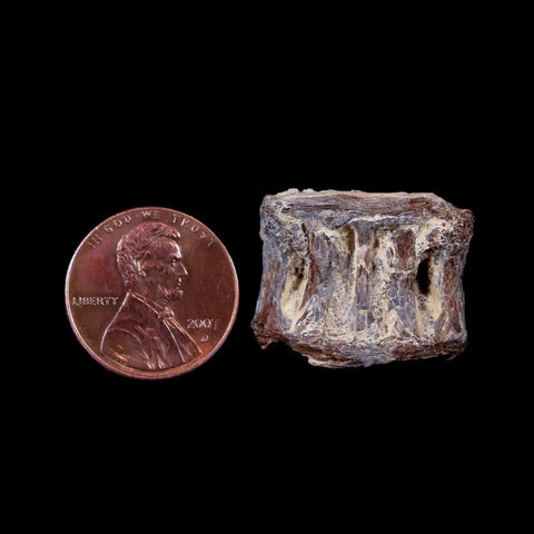 0.9" Xiphactinus Audax Fossil Vertebrae Cretaceous Era Fish Niobrara FM Kansas - Fossil Age Minerals