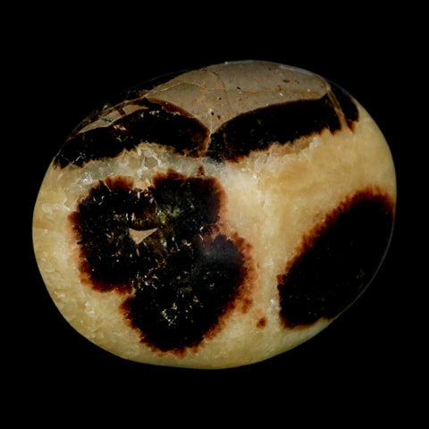 1.9" Septarian Dragon Palm Stone Mineral Specimen Healing Madagascar - Fossil Age Minerals