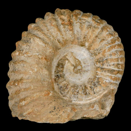 3.5" Acanthoceras Ammonite Fossil Agadir Morocco 360 Million Year Old COA