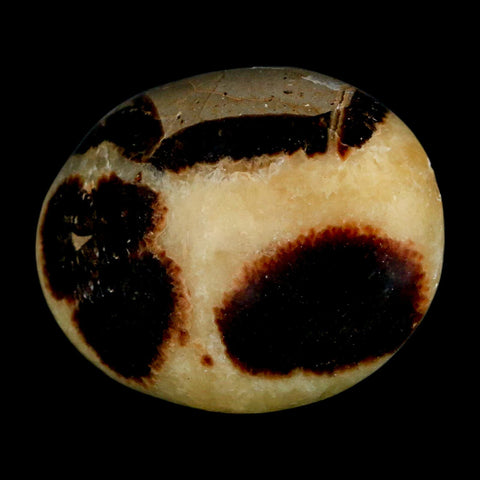 1.9" Septarian Dragon Palm Stone Mineral Specimen Healing Madagascar - Fossil Age Minerals