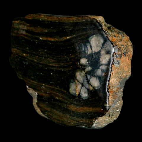 3.2" Rare Andalucite Var Chiastolite Mineral Specimen Asturias Province Boal Spain - Fossil Age Minerals