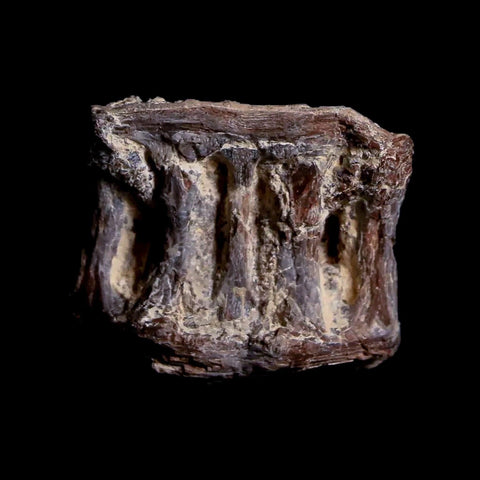 0.9" Xiphactinus Audax Fossil Vertebrae Cretaceous Era Fish Niobrara FM Kansas - Fossil Age Minerals