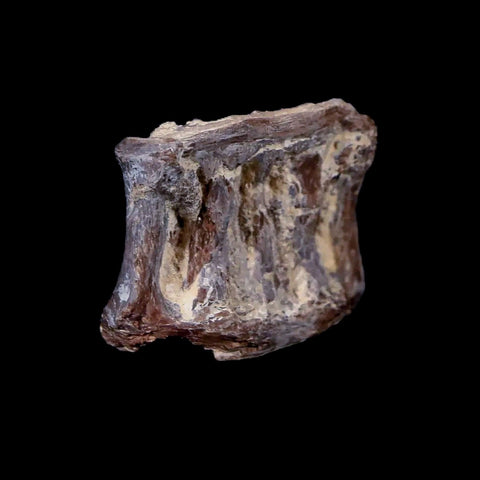 0.9" Xiphactinus Audax Fossil Vertebrae Cretaceous Era Fish Niobrara FM Kansas - Fossil Age Minerals