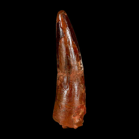 2.2" Spinosaurus Fossil Tooth 100 Million Years Old Cretaceous Dinosaur COA Stand