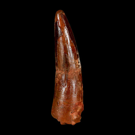 2.2" Spinosaurus Fossil Tooth 100 Million Years Old Cretaceous Dinosaur COA Stand